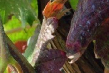 Flavescenza Dorata della Vite